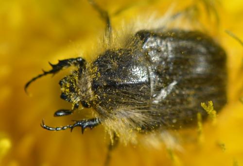 Tropinota hirta